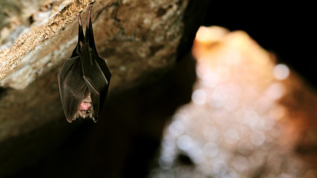 Morcego-de-ferradura-grande
